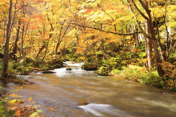 Autumn Colors of Oirase Stream, Aomori, Japan