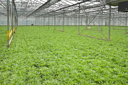 Growing andive plants in glasshouse