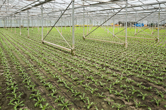 Planting new young andive plants in glasshouse