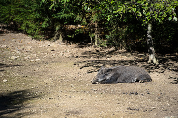 Wild boar in forest