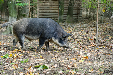 Wild boar in forest