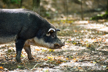 Wild boar in forest