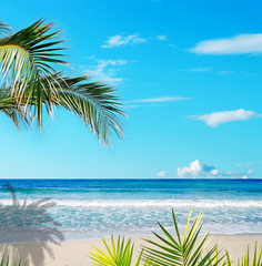 tropical beach