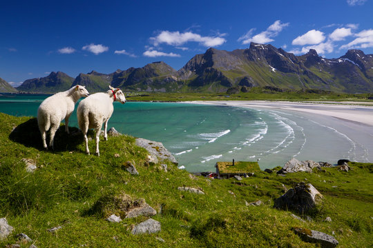 Sheep Farm On Lofoten