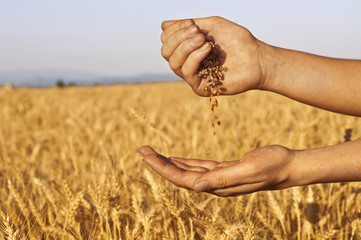 Quickly run of wheat seeds between hands