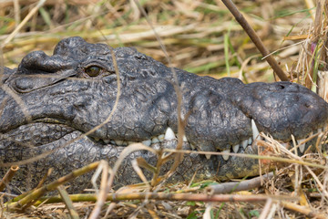 Wildlife crocodile