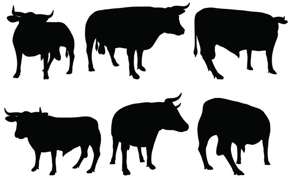 cattle collection - vector silhouette © ISTANBUL2009