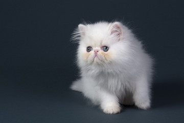 Persian cat breed