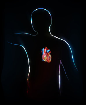 Human and heart, detailed anatomy