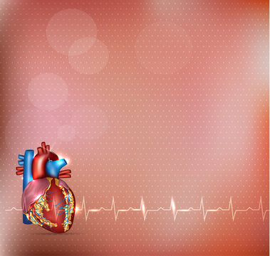 Cardiology background. Human heart anatomy.