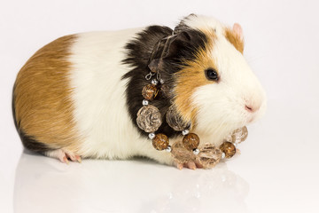 Guinea pig and necklace.