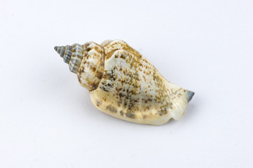 Shell