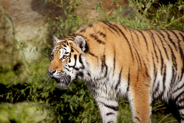 tiger