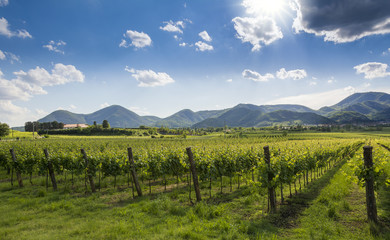 Fototapeta na wymiar Coltivazione delle vigne in Sud Tirolo
