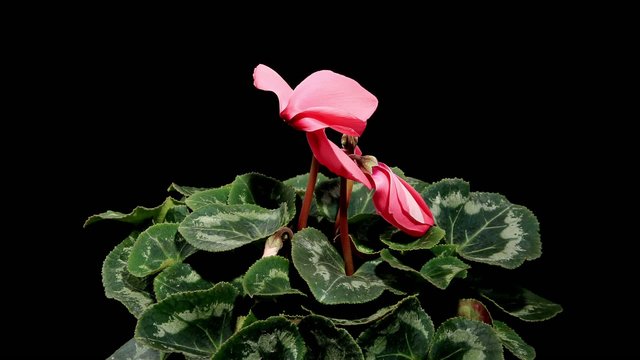 Flowering pink cyclamen on the black background
