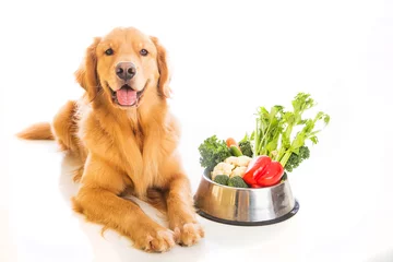 Fototapeten Happy golden retriever dog with vegetables © Mat Hayward