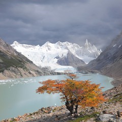 Tree by laguna Torre and Cerro Torre mountain.