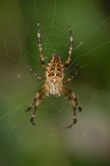 Kreuzspinne