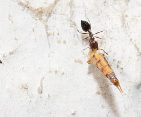 ants on a white wall. macro