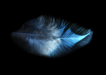 feather on a black background