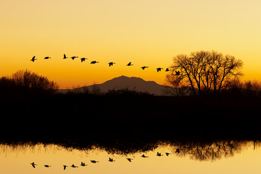 Silhouette of Geese Flying at Sunset