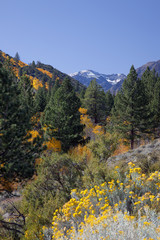 Aspens, Pines, and Rabbit Brush