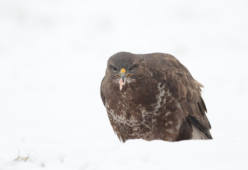 Common buzzard