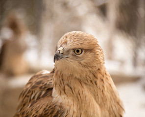 portrait of a hawk