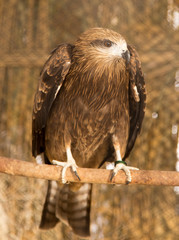 hawk in the park outdoors