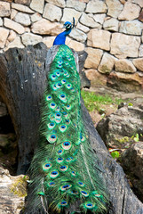 peacock on a tree trunk