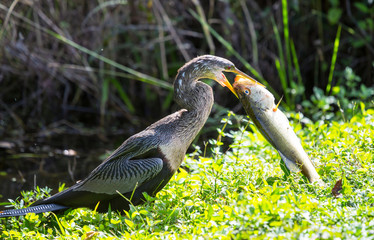 Anhinga