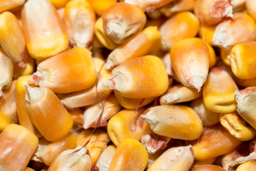 background from corn. macro