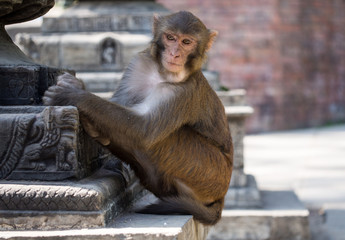 Monkey, Rhesus macaque (Macaca mulatta), Swayambhunath. Nepal
