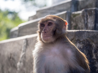 Monkey, Rhesus macaque (Macaca mulatta). Kathmandu, Nepal