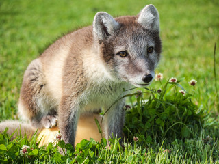Arctic fox / vulpes lagopus / in summer, closeup