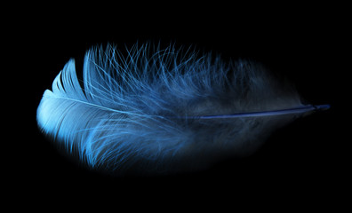 feather on a black background