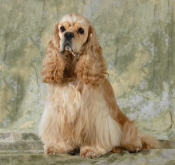 cocker spaniel