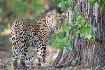 Large male leopard busy marking his territory on tree