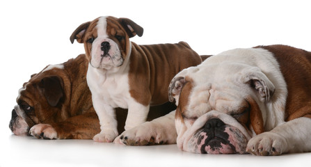Obraz premium dog family