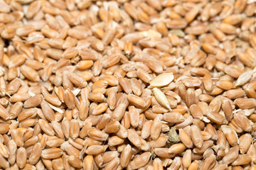 Wheat background view from the top