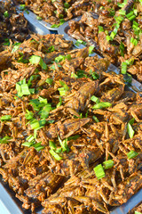 fried giant water bug