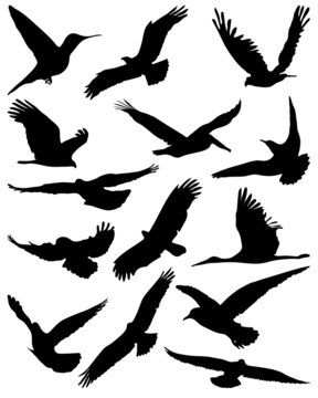 Black silhouettes of  birds in flight, vector
