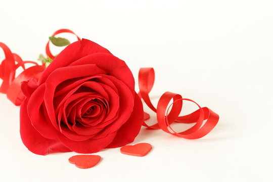 Red Beautiful Rose With A Festive Ribbon On White Background