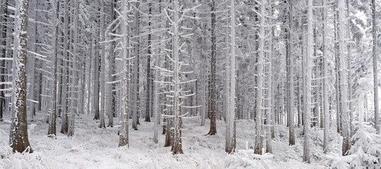 Fototapeta premium Winter spuce forest