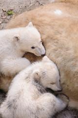 Obraz na płótnie Canvas Polar bears