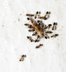 ants on a white wall