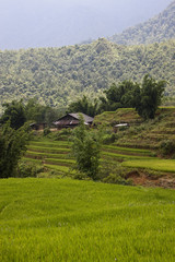 Paddy fields in northern Vietnam