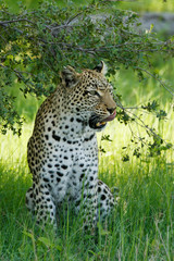 Leopard leckt sich das Maul unter dem Busch