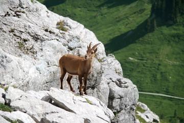 Naklejka premium bouquetin