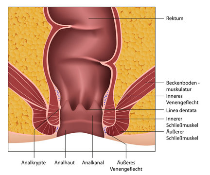 Anatomie Rektum - Analkanal, Erkl&auml;rung deutsch